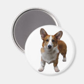 MAGNET: Corgie Dog Magnet (Vorderseite/Rückseite)