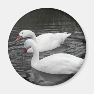 Magnet - Coscorba Schwan-Paar