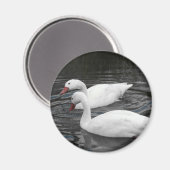Magnet - Coscorba Swan Pair (Vorderseite/Rückseite)