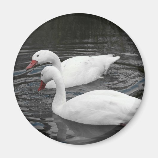 Magnet - Coscorba Swan Pair (Vorne)