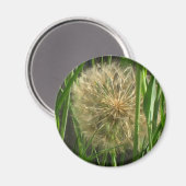 Magnet - Dandelion Puff Ball (Vorderseite/Rückseite)