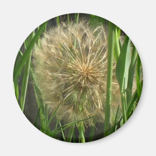 Magnet - Dandelion Puff Ball (Vorne)