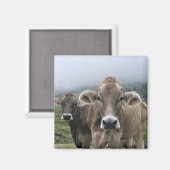 Magnet der Alpenkühe (Vorderseite/Rückseite)