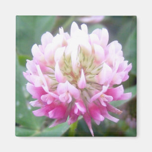 Magnet der Bastardklee-Blüten-1