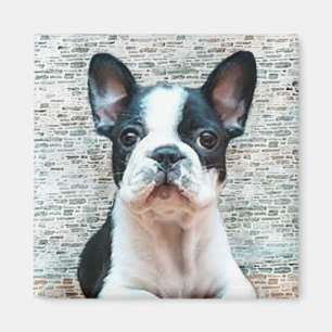 Magnet der französischen Bulldogge