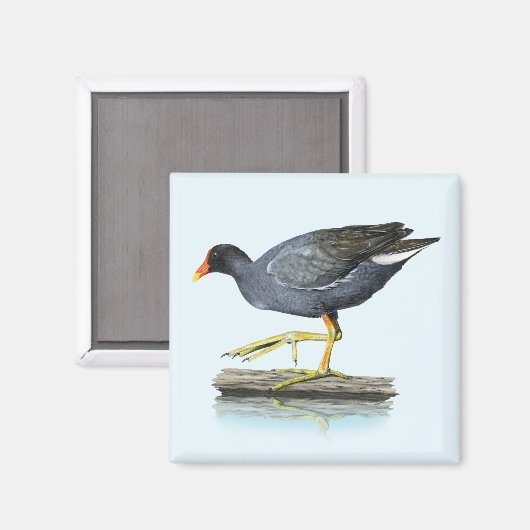 Magnet der Gallinule (Moorhen) (Vorderseite/Rückseite)