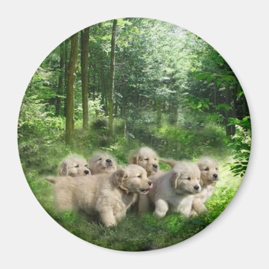 Magnet der goldenen Welpen (Vorne)