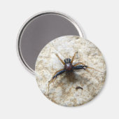 Magnet der männlichen Ground Crab (Vorderseite/Rückseite)