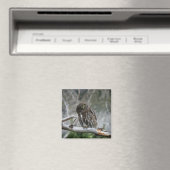 Magnet der nördlichen Pygmäen (In Situ (Geschirrspüler))