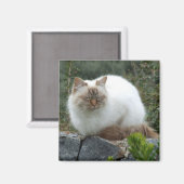 Magnet der Pedigree Cat (Vorderseite/Rückseite)