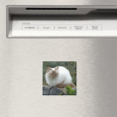 Magnet der Pedigree Cat (In Situ (Geschirrspüler))