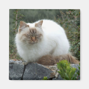 Magnet der Pedigree Cat