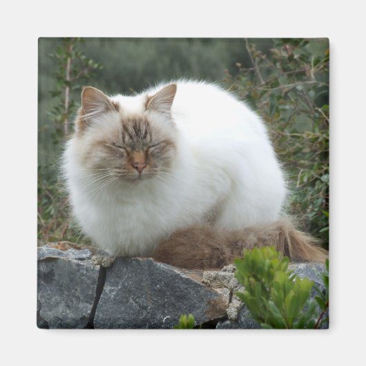 Magnet der Pedigree Cat (Vorne)