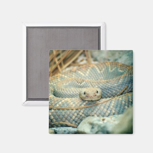 Magnet der Rattlesnake (Vorderseite/Rückseite)