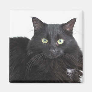 Magnet der schwarzen Katze