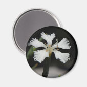 Magnet der weißen Blume (Vorderseite/Rückseite)