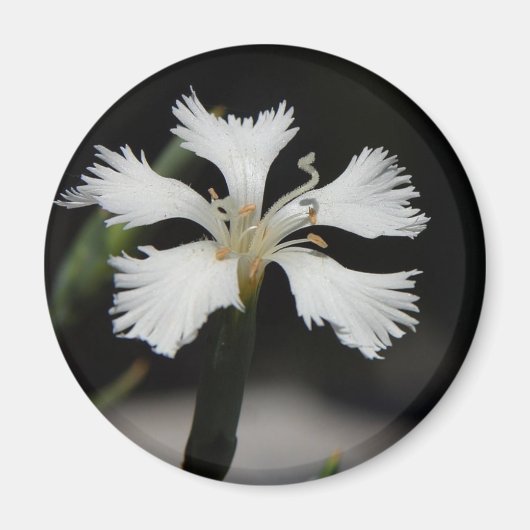 Magnet der weißen Blume (Vorne)