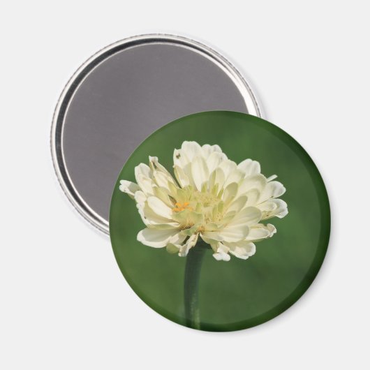 Magnet der weißen Blume (Vorderseite/Rückseite)
