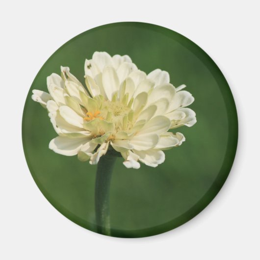 Magnet der weißen Blume (Vorne)