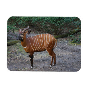Magnet des Bongo-(Antilope)