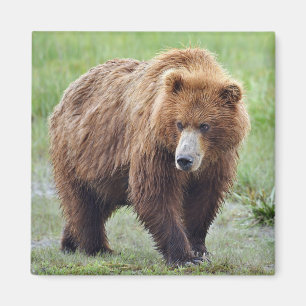 Magnet des GRIZZELLEN BÄUMS