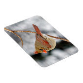 Magnet des nördlichen Kardinals (Rechte Seite)