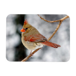 Magnet des nördlichen Kardinals