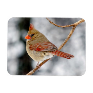 Magnet des nördlichen Kardinals