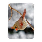 Magnet des nördlichen Kardinals (Vertikal)