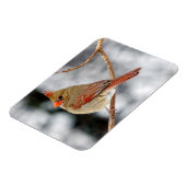 Magnet des nördlichen Kardinals (Linke Seite)