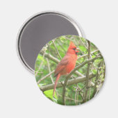 Magnet des nördlichen Kardinals (Vorderseite/Rückseite)