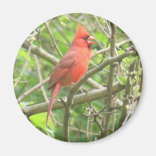Magnet des nördlichen Kardinals (Vorne)