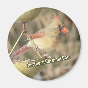 Magnet des nördlichen Kardinals