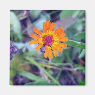 Magnet des orange Hawkweed-1