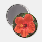 Magnet des roten Hibiskus (Vorderseite/Rückseite)