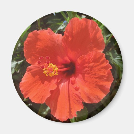 Magnet des roten Hibiskus (Vorne)