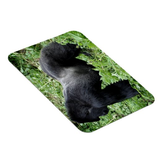 Magnet des Silverback Gorilla-Fotos (Rechte Seite)