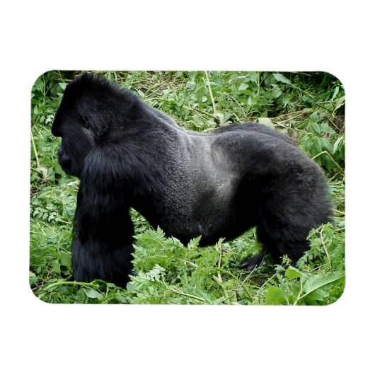Magnet des Silverback Gorilla-Fotos (Horizontal)