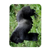 Magnet des Silverback Gorilla-Fotos (Vertikal)
