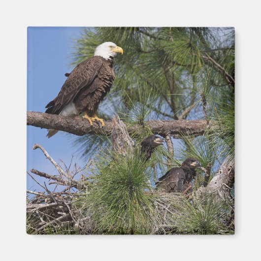 Magnet E10 und E11 (Vorne)