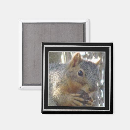 Magnet - Eichhörnchen in schwarzer Rahmen (Vorderseite/Rückseite)
