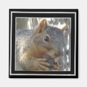 Magnet - Eichhörnchen in schwarzer Rahmen (Vorne)