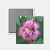 Magnet einer Rose Sharons beginnt zu blühen (Vorderseite/Rückseite)