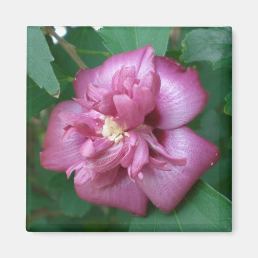 Magnet einer Rose Sharons beginnt zu blühen (Vorne)