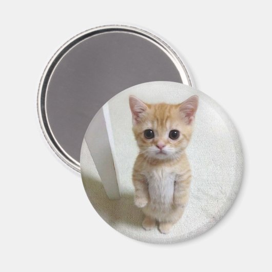 Magnet El Gato Cat Meme (Vorderseite/Rückseite)