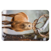 Magnet-Elk Magnet (Horizontal)