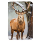 Magnet-Elk Magnet (Vertikal)