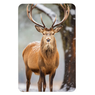 Magnet-Elk Magnet