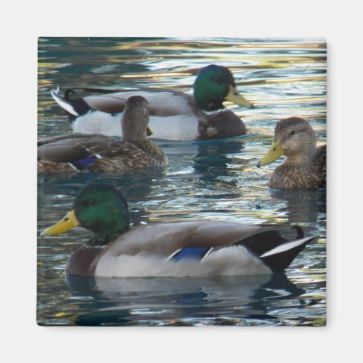 Magnet - Ente, Ente, Ente, Ente (Vorne)