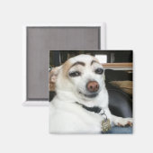 Magnet Eyebrow Dog Meme (Vorderseite/Rückseite)
